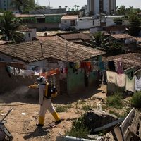 Piden científicos reubicar Juegos Olímpicos por el zika; advierten riesgo de pandemia