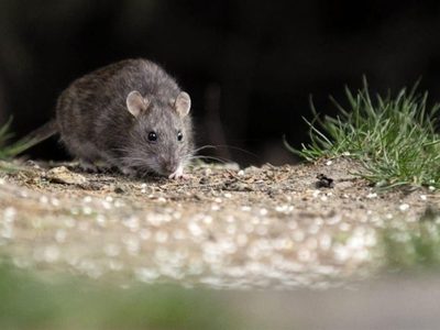 Hantavirus: enviaron un equipo del Malbrán a Ushuaia para detectar la presunta circulación