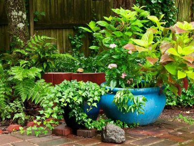 Si querés un jardín hermoso en diciembre, esto tenes que hacer con tus plantas en primavera