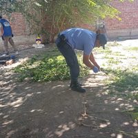 Una verdadera selva: Incautaron 160 plantas de cannabis en un allanamiento y detuvieron a un hombre