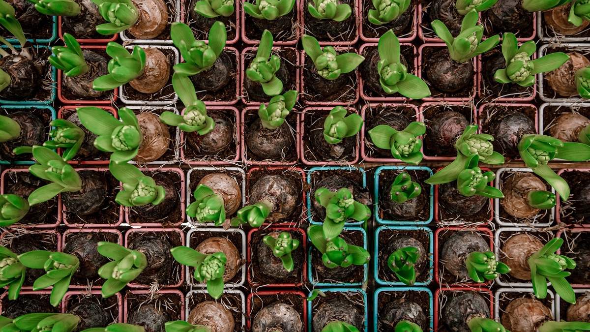 Aprende a cultivar tus propias hortalizas