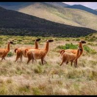 Curiosidades de la fauna argentina: los 5 animales más extraños y por qué son clave para el ecosistema
