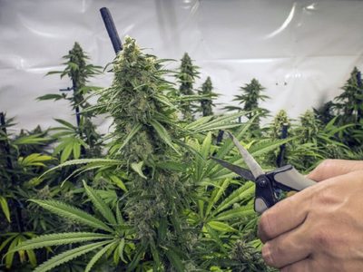 El REPROCANN modificó el uso medicinal del cannabis en Argentina