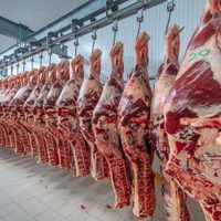 El Gobierno apostará por un Plan Ganadero para bajar el precio de la carne