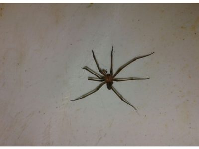 La araña violinista: curiosidades del vecino silencioso que vive entre nosotros