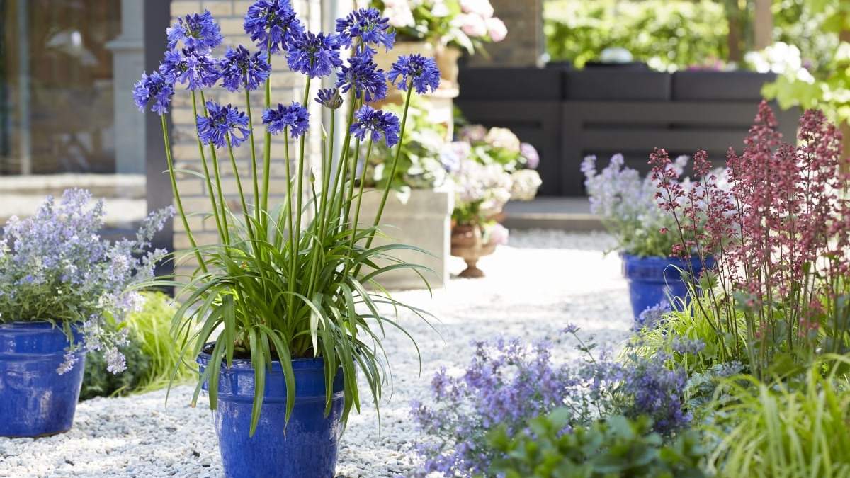 Agapanthus. Fuente: (Instagram)