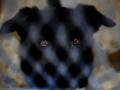 Invitan a formar parte del Registro Provincial de Guardadores de Animales