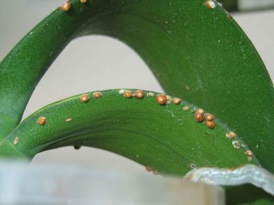 El truco más sencillo y efectivo para eliminar radicalmente las cochinillas de tus plantas