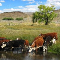 La Sociedad Rural del Neuquén preocupada por los hechos contra la propiedad privada