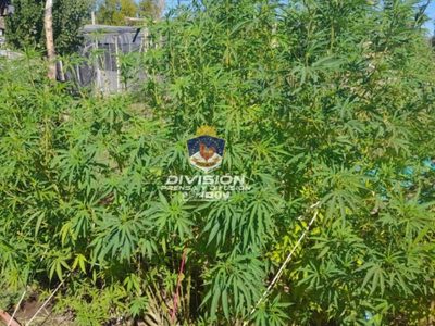 La Policía demoró a tres personas y secuestró plantas de cannabis sativa en San Patricio del Chañar