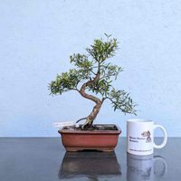 El árbol que necesitás regar una vez a la semana, sobrevive en maceta y da bellas flores con mucho perfume