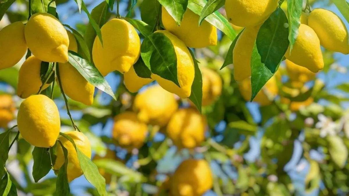 Limonero. Fuente: (Instagram)