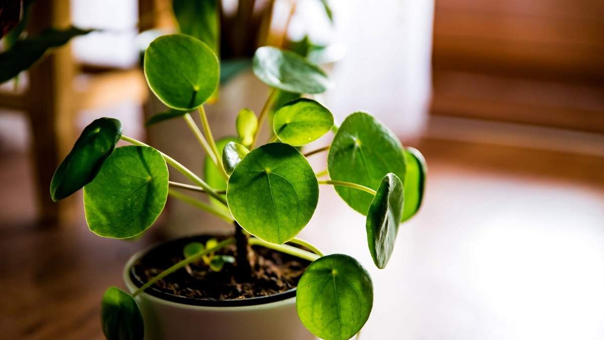 Planta. Fuente: (X)