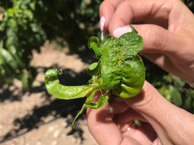 Si tu planta tiene las hojas arrugadas y marchitas, podría ser a causa de esta poderosa plaga: tomá nota