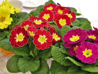La planta favorita de las abuelas y los jardineros que regala las primeras flores de la primavera