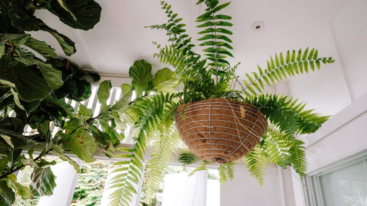 Plantas colgantes. Fuente: (Instagram)