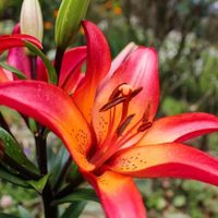 Las 5 plantas con las flores más lindas y llamativas para llenar de color tu hogar y tu jardín en primavera