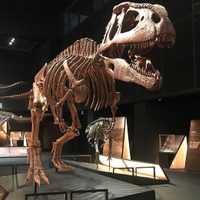 Conicet invita a ver en vivo la exploración de fósiles de dinosaurios en la Patagonia: cuándo y dónde verlo