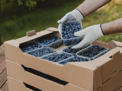 Tecnificación agrícola impulsa el boom de las berries en México