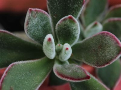 Conocé las suculentas "peluditas", que vas a amar para sumar a tu colección de plantas