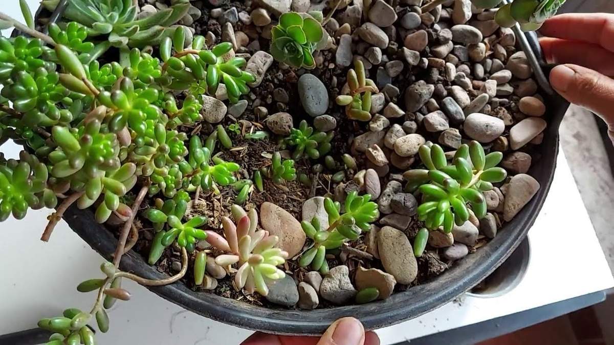 Plantas. Fuente: (X)