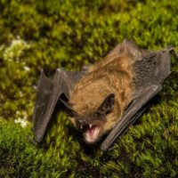Se despertó con un murciélago en el cuello y murió de rabia: el caso que atemoriza a Estados Unidos