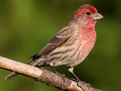 Curiosidades del Pinzón, el ave de llamativo canto y que es un aliado en tu jardín