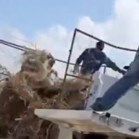 Funcionarios de “Bienestar animal” son captados arrojando cadáveres de perros y gatos (Video)