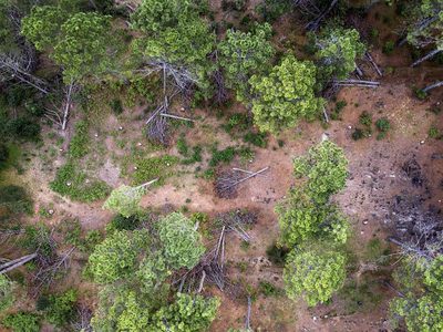 Depredadores del bosque: Paisajes de la deforestación en México