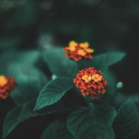 La planta que parece inofensiva, pero atrae plagas como imán: evitala en interiores
