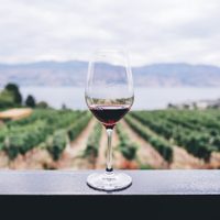 Por qué se celebra hoy, 24 de noviembre, el Día del Vino Argentino