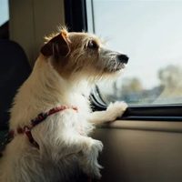 Mascotas en trenes y micros de larga distancia: qué exige la nueva autorización del Gobierno