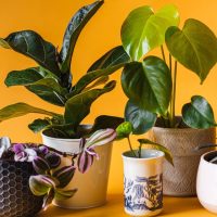 El repelente casero que podés preparar para exterminar con este hongo tan destructivo en tus plantas