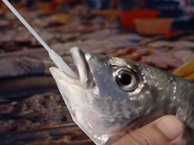 En una ciudad de China, nadie se salva de los test de coronavirus, ni siquiera los pescados