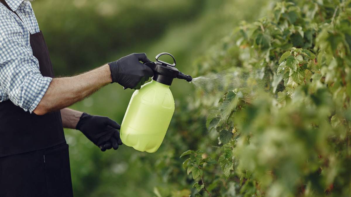 Este truco sencillo es una excelente alternativa a los insecticidas químicos