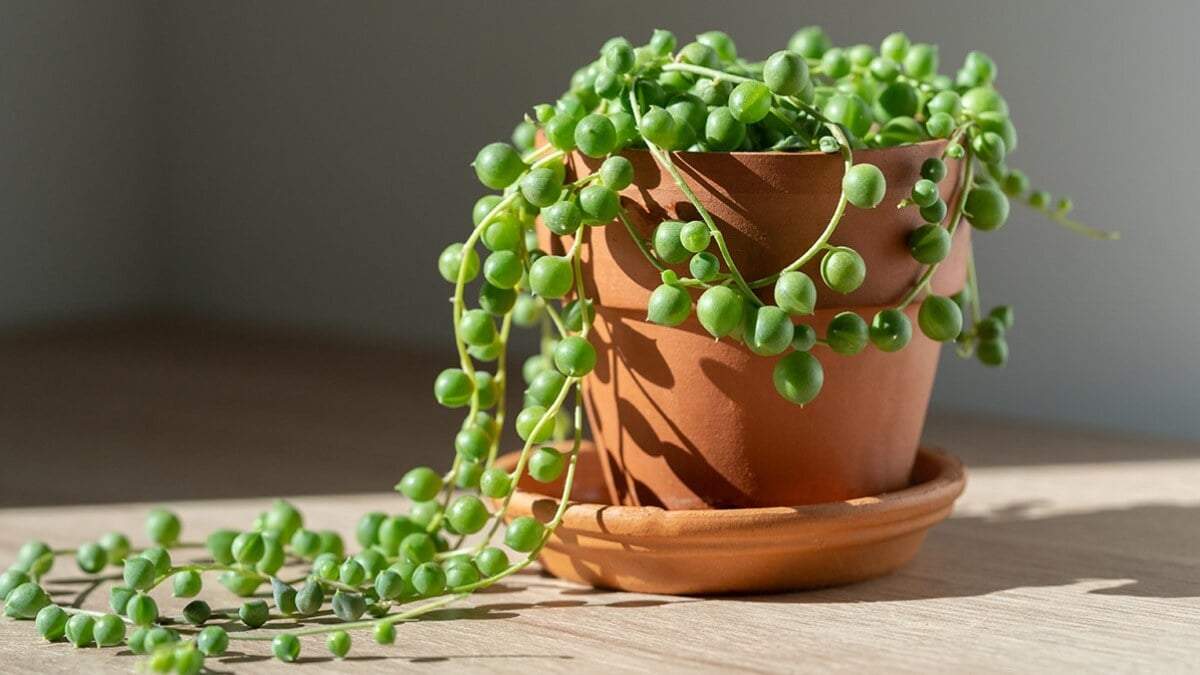 Plantas. Fuente: (Instagram).