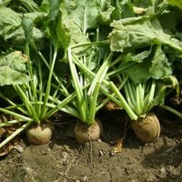 Prestá atención: las plantas que sí o sí tenés que sembrar en agosto para no gastar de más en la verdulería