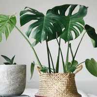 La forma sencilla para que tu planta monstera o costilla de Adán, esté siempre hermosa y radiante