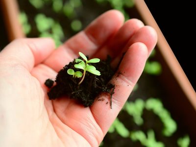 Por qué se mueren los esquejes de mis plantas al pasarlos a la tierra y cómo solucionarlo