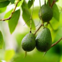 El método que no falla para cultivar palta en maceta, lograr una planta altísima y que dé pronto sus frutos