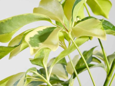 La planta difícil de matar: es de interior o exterior, necesita poco riego y tiene hermosos colores