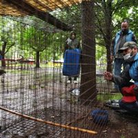 Cerró un centro de recuperación en Entre Ríos: trasladaron 127 animales silvestres