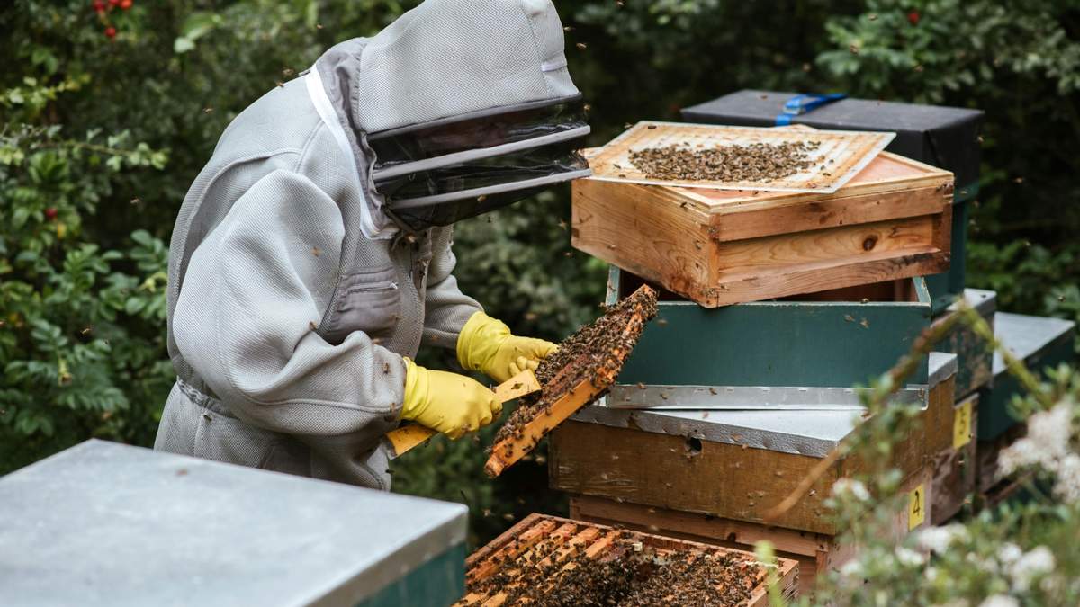 La producción de miel pasó a verde gracias a mejores condiciones climáticas y precios que lograron superar a la inflación.