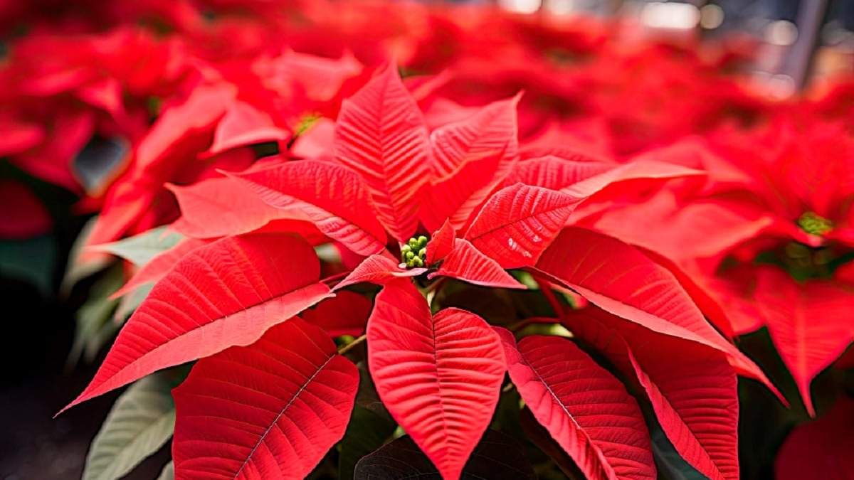 Poinsettia. Fuente: (X)