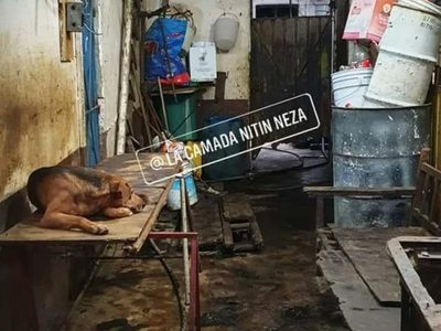 Rescatan a 95 perros que serían usados en taquerías de Neza (Video)