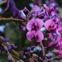La planta de rápido crecimiento y bellísimas flores, ideal para cubrir muros y paredes y protegerte de la mirada de intrusos
