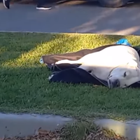 Zapala: caminaba con su perro y un vecino se lo mató de un tiro