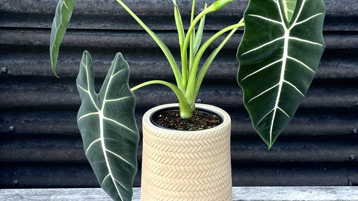 Alocasia u oreja de elefante. Fuente: (Instagram)