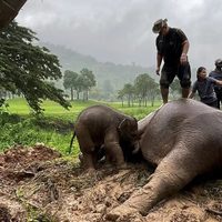 Así fue el dramático rescate de una elefanta y su cría tras caer en un pozo en Tailandia