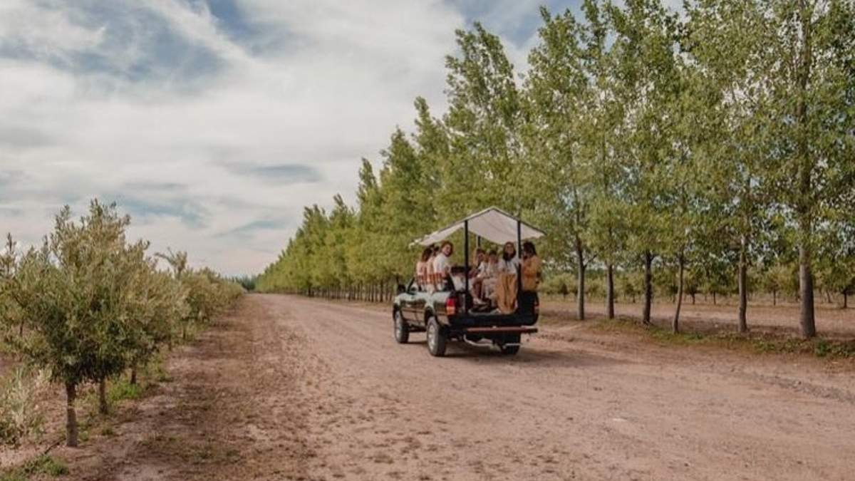 Un paseo original para conocer olivares y aceites. Fuente: (Instagram)